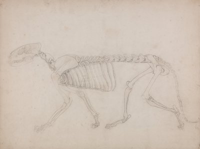 Vergleichende anatomische Darstellung der Struktur des menschlichen Körpers mit der eines Tigers und einer Kuh von George Stubbs